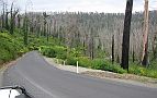 02-New vegetation on the recently opened road to Steavenson Falls